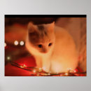Buscar gatito suave posters Adorable