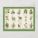 Buscar hierbas y especias postales Para ella