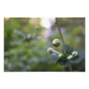 Buscar huerta posters Floral