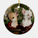 Buscar perrito de la chihuahua adornos Perritos