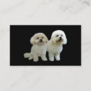 Buscar bichon tarjetas de visita Frise del bichon
