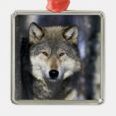 Buscar lobo gris adornos 1 ª fauna