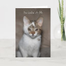 Buscar mir tarjetas Gato