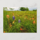 Buscar bluebonnets postales Pradera