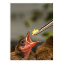 Buscar alimentación posters Pájaros