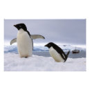 Buscar polo sur posters Hielo