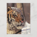 Buscar siberia postales Animales