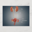 Buscar órganos internos postales Cuerpo humano