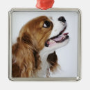 Buscar oficina adornos Animales domésticos