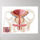 Buscar músculos humanos posters Partes del cuerpo humanas