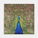 Buscar vida real imanes Animal