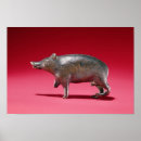 Buscar verraco posters Animal