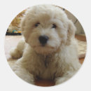 Buscar goldendoodle pegatinas Garabato