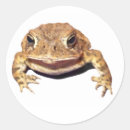 Buscar sapos pegatinas Anfibio