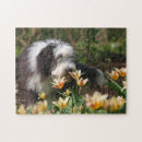 Buscar collies puzzles Animal