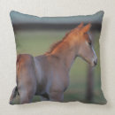Buscar potro cojines Foto