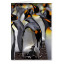 Buscar polluelo joven postales Fotografía