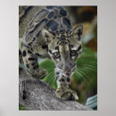 Buscar fotos de animales salvajes posters Gatos grandes