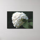 Buscar hortensia lienzos Naturaleza