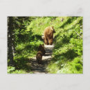 Buscar pardo postales General y unisex