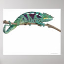 Buscar pardalis Reptiles