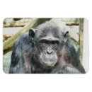 Buscar chimpancés imanes Vestir