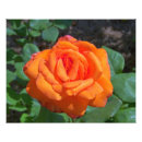 Buscar tropicana Color de rosa