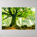 Buscar tronco de árbol posters Naturaleza
