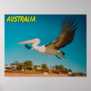 Buscar pelícano posters Australia