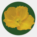Buscar amapolas amarillas pegatinas Para todos