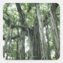 Buscar tronco de árbol pegatinas Bifurcar
