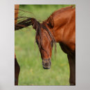 Buscar cola de caballo posters Animal