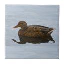 Buscar patos silvestres azulejos Vida silvestre