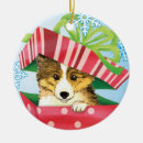 Buscar perrito del sheltie Perro pastor de shetland