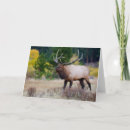 Buscar toros tarjetas Colorado