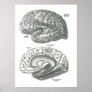 Buscar neurología posters Humano