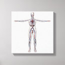 Buscar sistema reproductivo lienzos Cuerpo humano