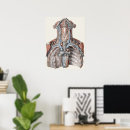 Buscar órgano anatomía posters Vintage