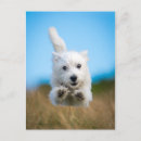 Buscar pequeño perrito postales Cachorro