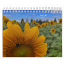 Buscar girasoles calendarios Flores