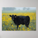 Buscar vacas lindas posters Animales de granja