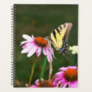 Buscar coneflower Naturaleza