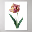 Buscar rosa de la p posters General y unisex
