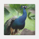 Buscar día del pavo imanes Al aire libre