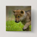 Buscar lobo chapas Juguetón