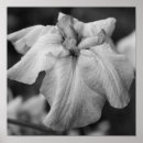 Buscar floral japonesa posters Naturaleza