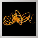 Buscar cefalópodos posters Calamar