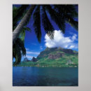 Buscar polinesio posters Palmera