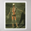 Buscar sistema muscular posters Anatomía