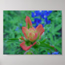 Buscar multi región posters Wildflowers